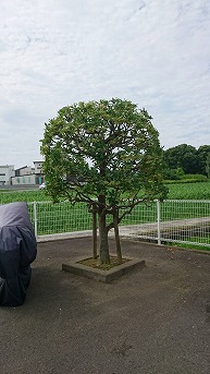 剪定後　写真